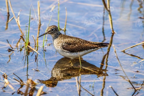 Preview: Sandpiper reflections in a lake