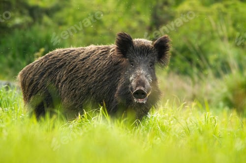 Preview: Calm wild boar standing in green grass and looking to camera in summer