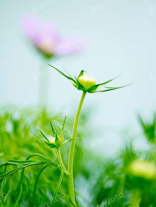 Preview: Close up of green flower bud in garden