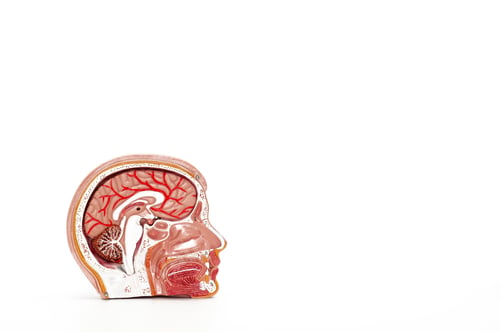 Preview: Closeup of an anatomical organ model of a human head on a white background