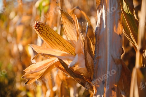 Preview: close-up yellow ripe corn on stalks for harvest in agricultural cultivated field, fodder industry.
