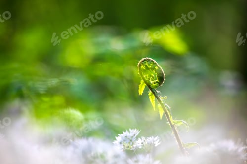 Preview: fern leaf and wild garlic flowers