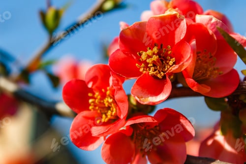 Preview: Closeup shot of japonica tree blossoms during the spring season. White small flowers on the branches