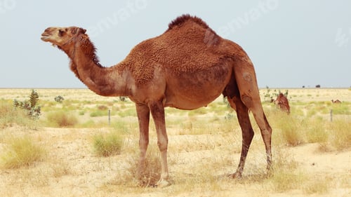 Preview: camel in a farm - desert animal