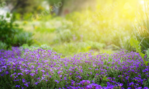 Preview: Purple flowers blooming on sunlight background.