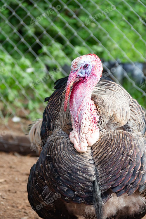 Preview: Close-up of a vibrant turkey outdoors.