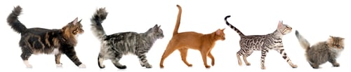 Preview: five walking cats