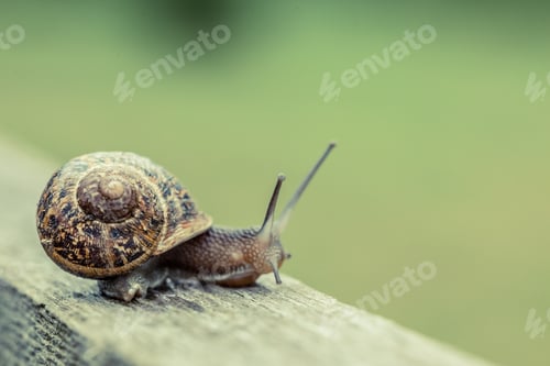 Preview: Close up of a snail in the countryside