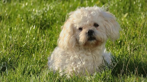 Preview: Close-up shot of a white Maltipoo in the grass