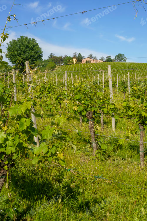 Preview: Rural landscape on the hills near Imola and Riolo Terme