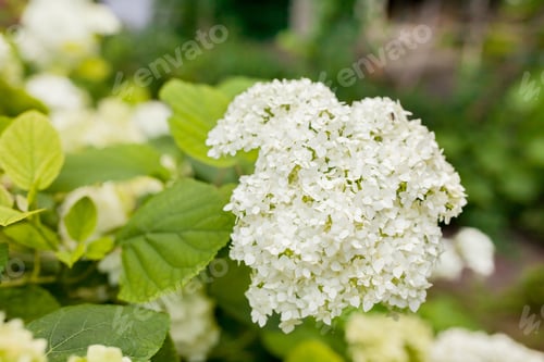 Preview: hydrangea flower
