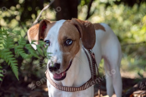 Preview: Dog portrait