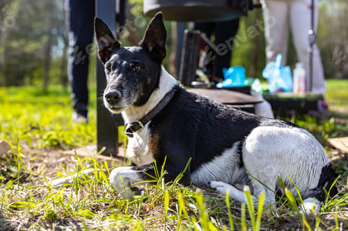 Preview: Dog breed smooth-haired fox terrier lying on the grass on open air.