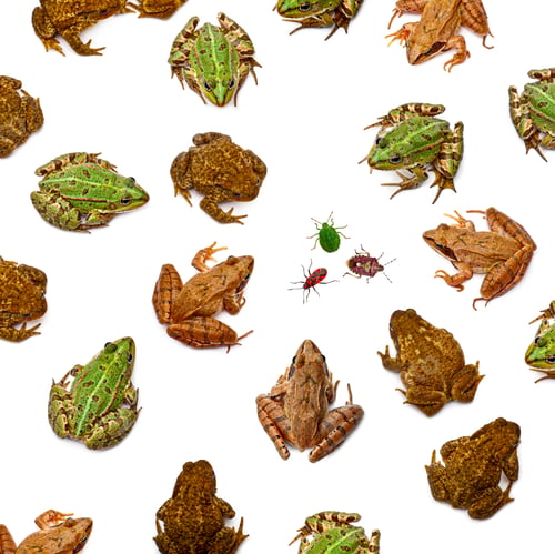 Preview: Frogs and insects creating a seamless pattern