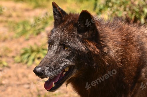 Preview: A beautiful wolf with a warm pelt is hiding behind green plants and looking curious