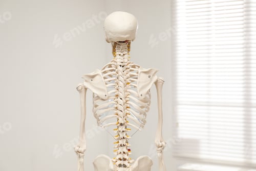 Preview: Artificial human skeleton model near window indoors, back view