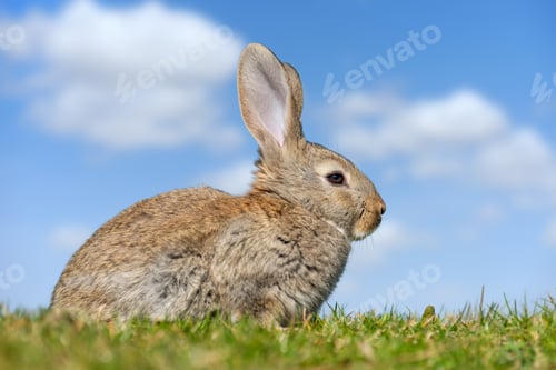 Preview: Rabbit hare while in grass