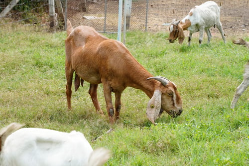 Preview: Goats in the green grass are eating grass.