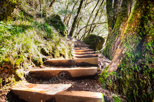 Preview: Wooden steps in a forest