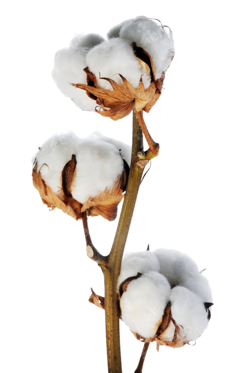 Preview: Branch of cotton
