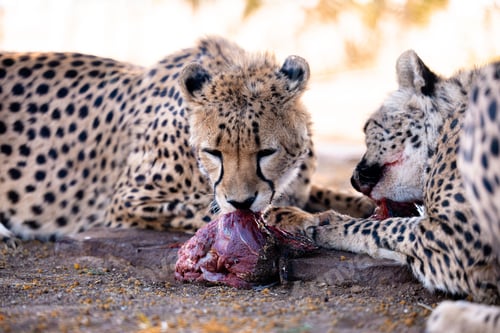 Preview: Two cheetah eating the prey in Namibia