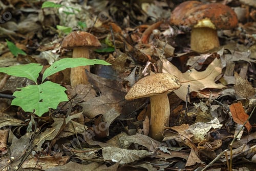 Preview: Bulbosus Boletus Edulis. Collection mushrooms. Autumn harvest concept