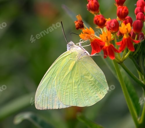 Preview: Butterfly on orange flower