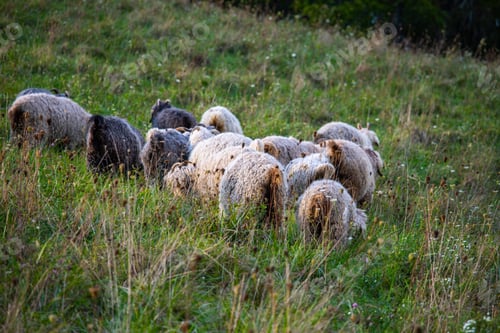 Preview: Angora goats grazing in the field