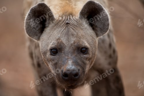Preview: Closeup shot of a spotted hyena with a blurred background