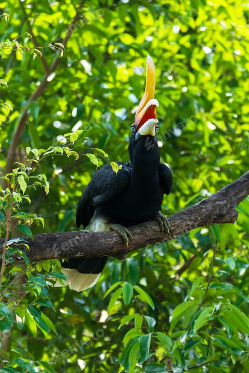 Preview: The rhinoceros hornbill (Buceros rhinoceros) is a large species of forest hornbill (Bucerotidae).