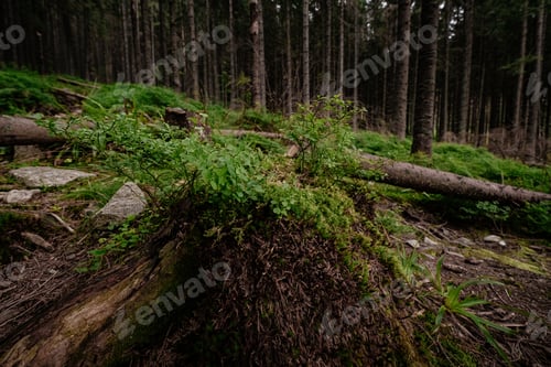 Preview: Mountain stream in High Tatras National Park, Poland