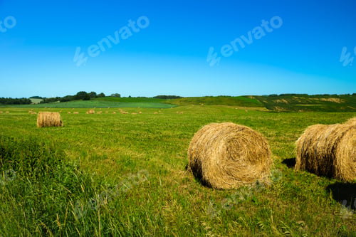 Preview: Haystacks on green field at summer in Poland