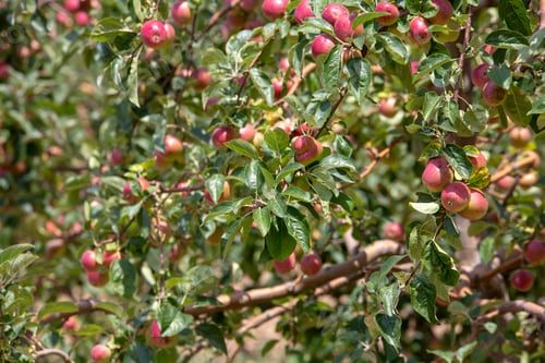 Preview: Fresh organic apples on apple tree branch, Elmali - Antalya - Turkey