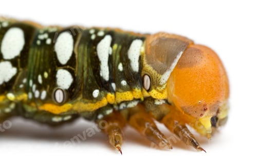 Preview: Spurge Hawk, Hyles Euphorbiae, caterpillar, against white background