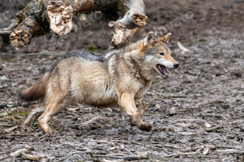 Preview: Wolf in the forest up close. Wild animal in the natural habitat