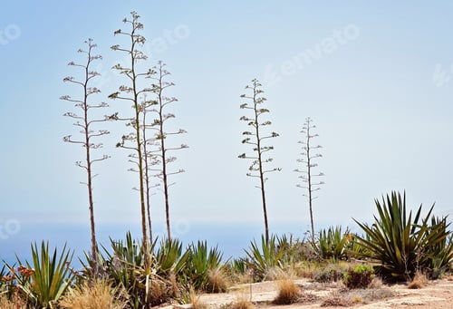 Preview: Typical for sunny Malta landscape. Flora of Malta. View of the blooming agave plant
