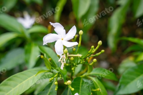 Preview: Jasminum sambac
