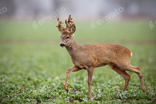 Preview: Roe deer, capreolus capreolus, buck with big antlers covered in velvet walking