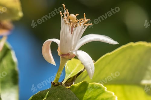 Preview: a small white flower surrounded by leaves in a field and sky