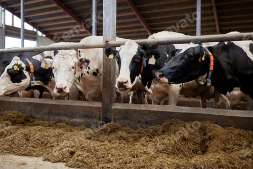 Preview: herd of cows eating hay in cowshed on dairy farm