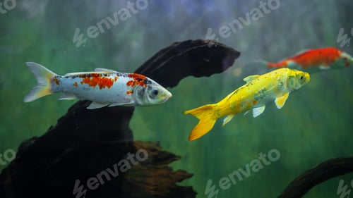 Preview: Colorful koi carp fishes swimming in a freshwater aquarium tank in Dharmapala park, Galle.