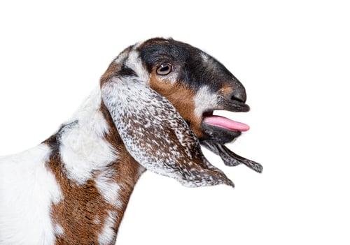 Preview: Head shot of an anglo-Nubian goat bleating, isolated on white