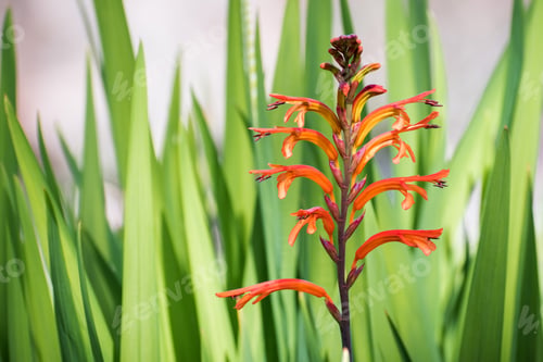 Preview: African Flag (Chasmanthe floribunda) flower
