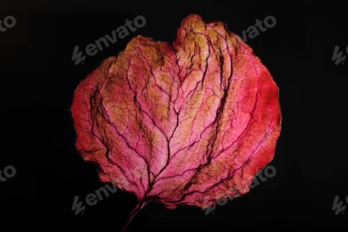 Preview: Dry Leaf Texture Abstract Background