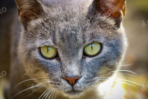Preview: Portrait of a gray cat