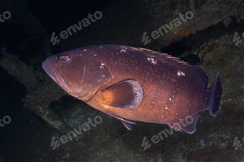 Preview: Dusky Mediterranean grouper