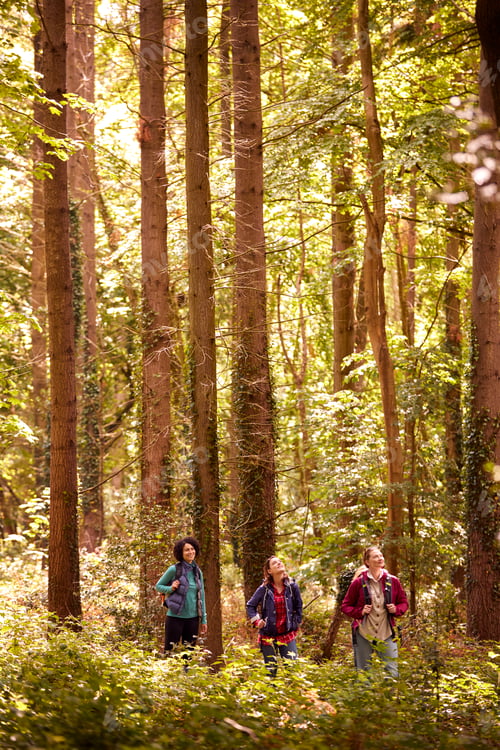 Preview: Group Of Young Female Friends On Camping Holiday Hiking Through Woods And Enjoying Nature Together