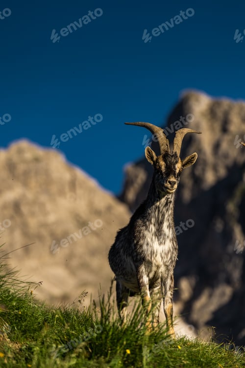 Preview: ibex climbs alpine slopes in Italy’s iconic Dolomites mountains