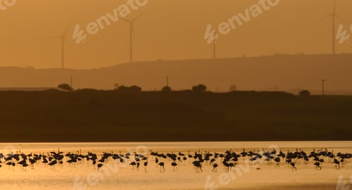 Preview: Flock of flamingos enjoying sunset in their natural habitat with wind turbines. Nature reserve.
