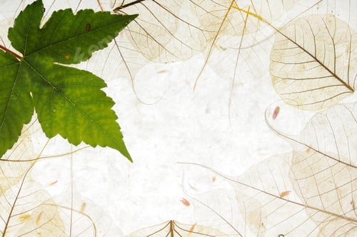 Preview: Leaves background